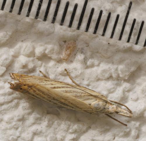 Réf. 344 642 : Chrysoteuchia culmella